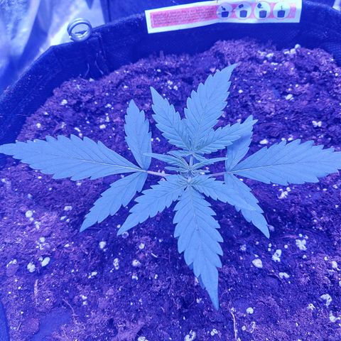 Think Big II growlog timeline photo