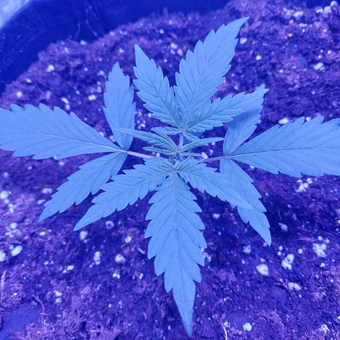 Think Big II growlog timeline photo