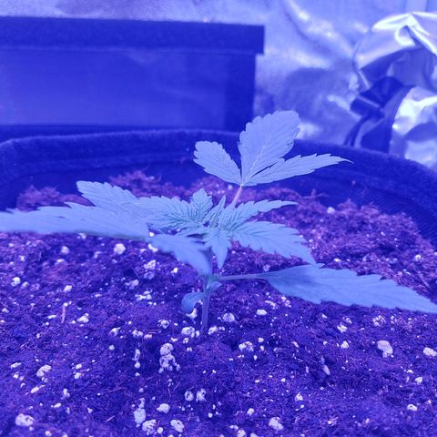 Auto Mazar growlog timeline photo