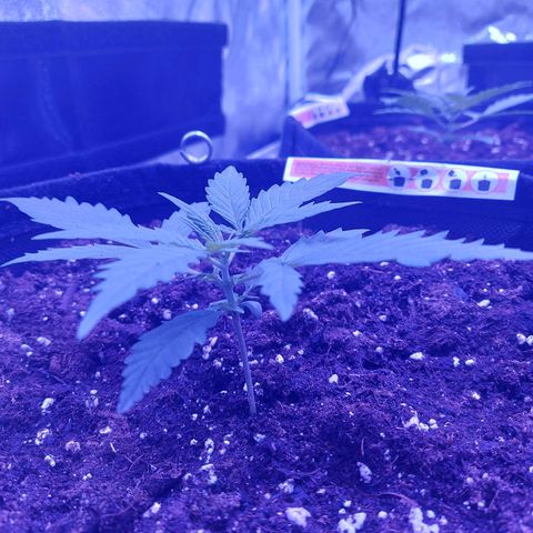 Think Big II growlog timeline photo