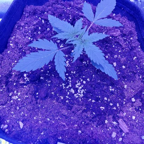 Auto Mazar growlog timeline photo