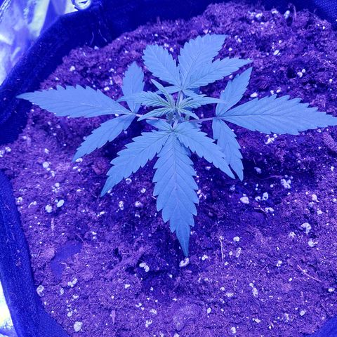 Think Big II growlog timeline photo