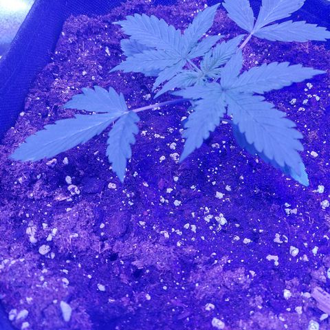 Auto Mazar growlog timeline photo