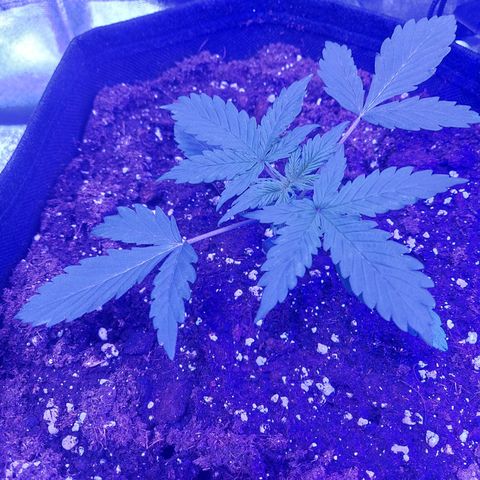 Auto Mazar growlog timeline photo