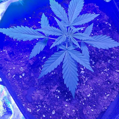 Think Big II growlog timeline photo