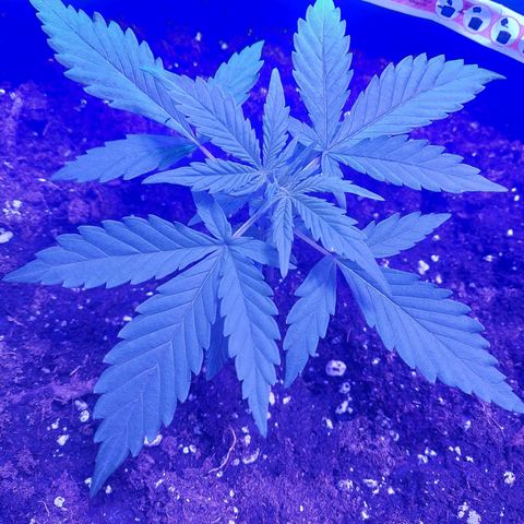 Think Big II growlog timeline photo