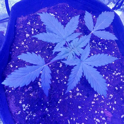 Auto Mazar growlog timeline photo