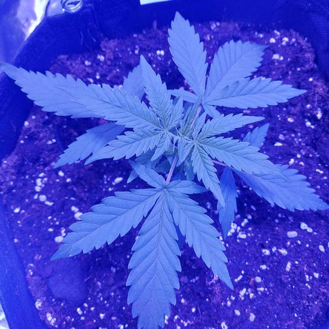 Think Big II growlog timeline photo