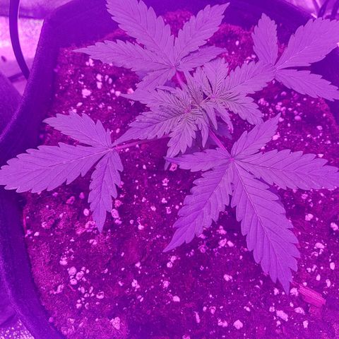 Auto Mazar growlog timeline photo