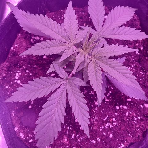 Think Big II growlog timeline photo