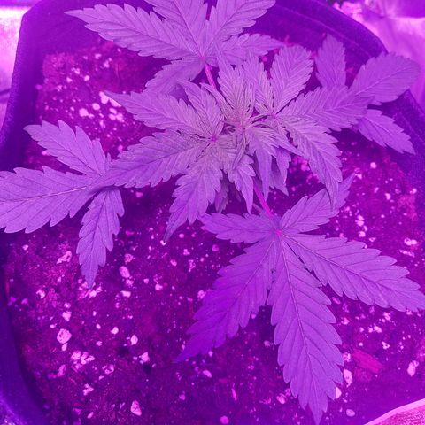 Auto Mazar growlog timeline photo