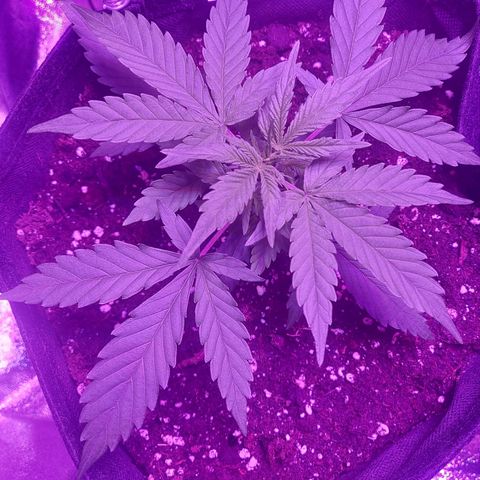 Think Big II growlog timeline photo