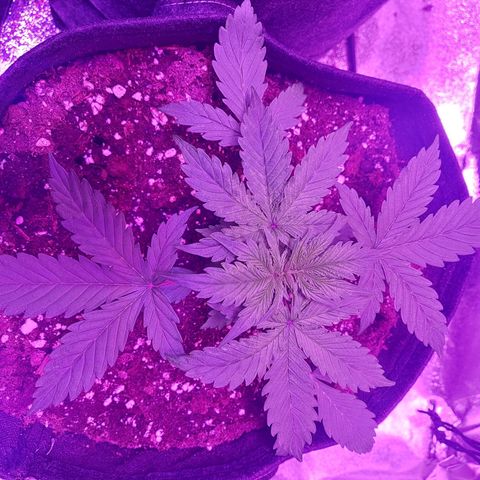Auto Mazar growlog timeline photo
