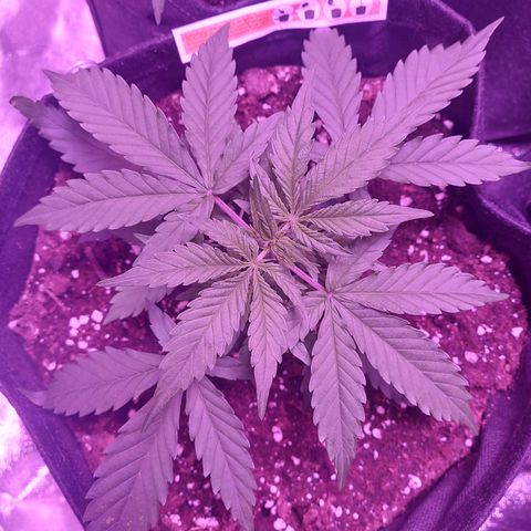 Think Big II growlog timeline photo