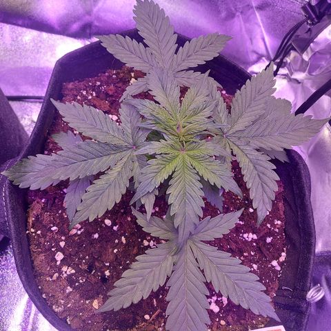 Auto Mazar growlog timeline photo