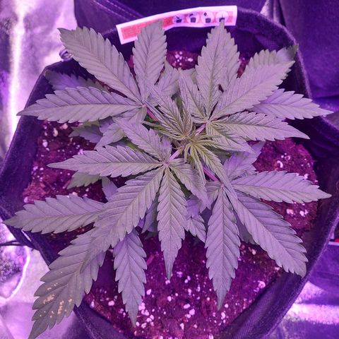 Think Big II growlog timeline photo
