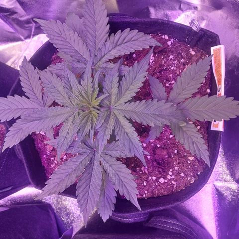 Auto Mazar growlog timeline photo