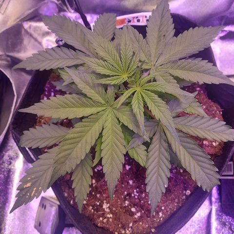 Think Big II growlog timeline photo
