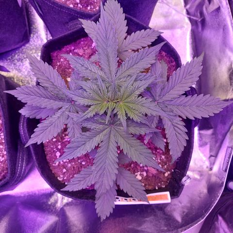 Auto Mazar growlog timeline photo