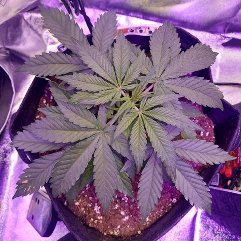 Think Big II growlog timeline photo