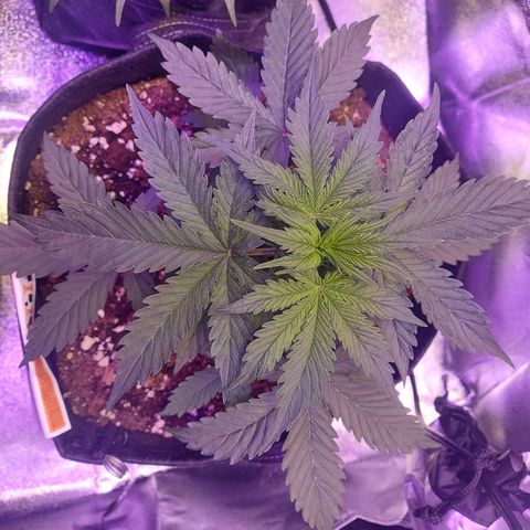 Auto Mazar growlog timeline photo