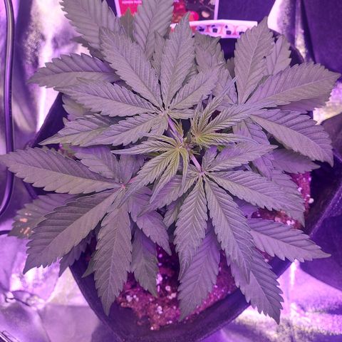 Think Big II growlog timeline photo