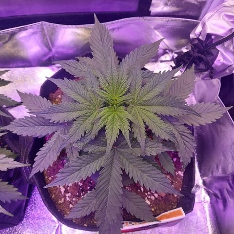 Auto Mazar growlog timeline photo