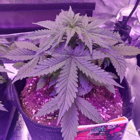 Auto Mazar growlog timeline photo