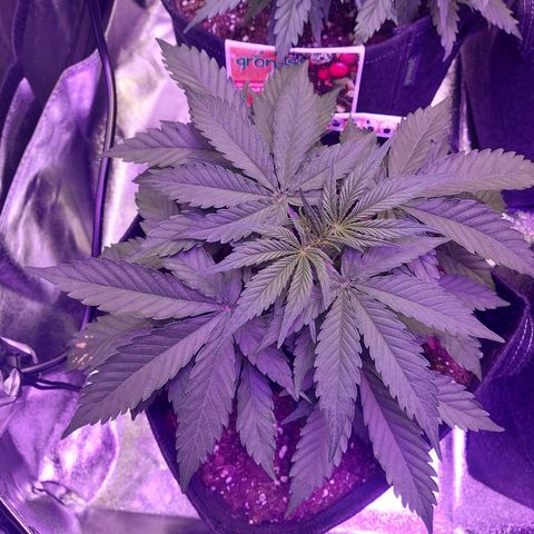 Think Big II growlog timeline photo