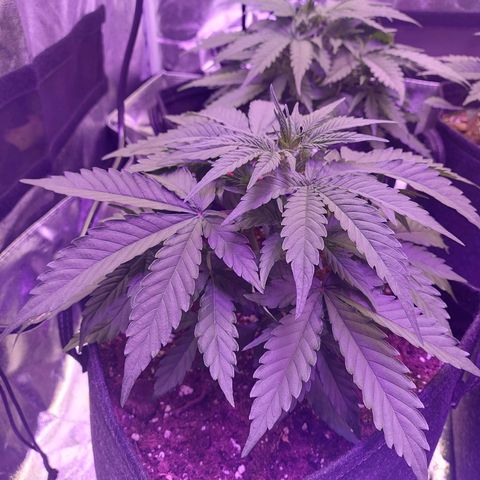 Think Big II growlog timeline photo