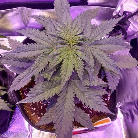 Auto Mazar growlog timeline photo
