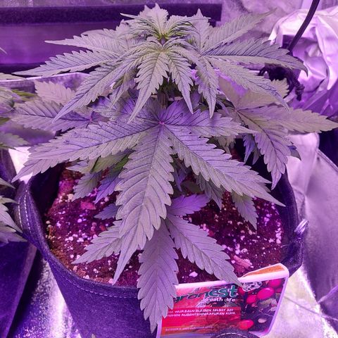 Auto Mazar growlog timeline photo