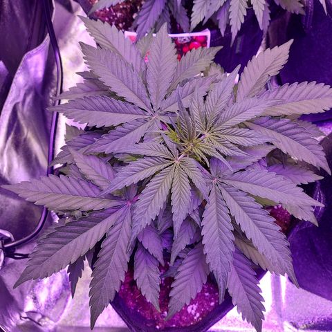 Think Big II growlog timeline photo
