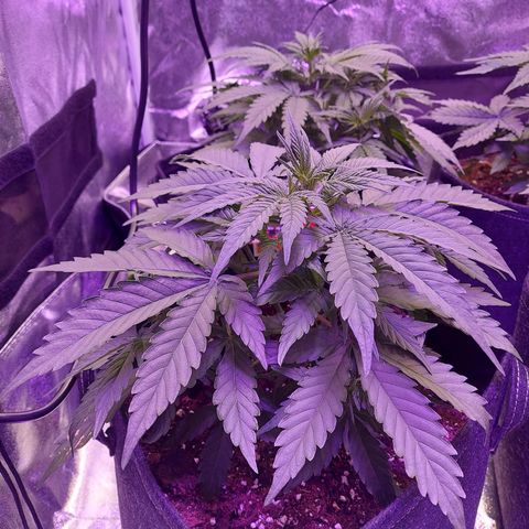 Think Big II growlog timeline photo