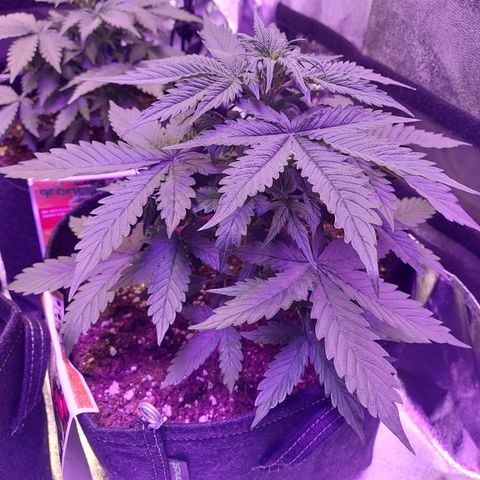 Auto Mazar growlog timeline photo
