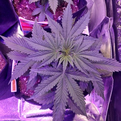 Auto Mazar growlog timeline photo