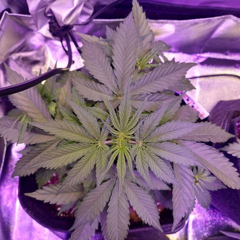 Think Big II growlog timeline photo