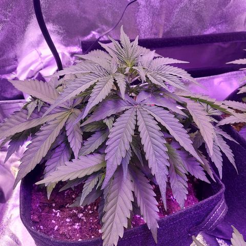 Think Big II growlog timeline photo