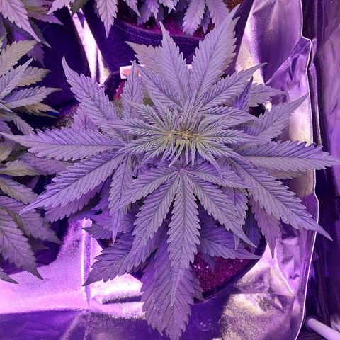 Auto Mazar growlog timeline photo