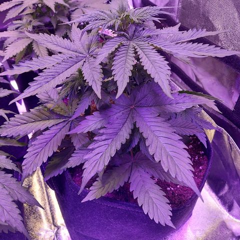 Auto Mazar growlog timeline photo