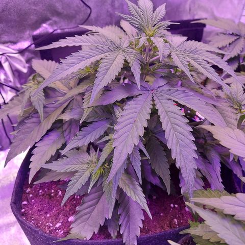 Think Big II growlog timeline photo