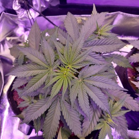 Think Big II growlog timeline photo