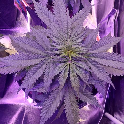 Auto Mazar growlog timeline photo