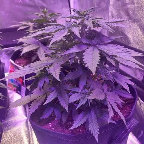 Auto Mazar growlog timeline photo
