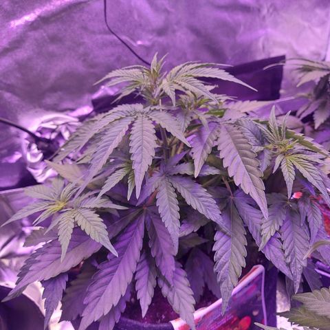 Think Big II growlog timeline photo