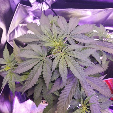 Think Big II growlog timeline photo