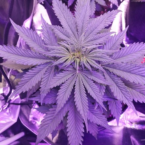 Auto Mazar growlog timeline photo