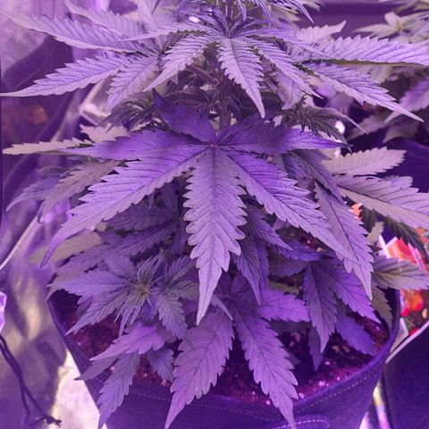 Auto Mazar growlog timeline photo