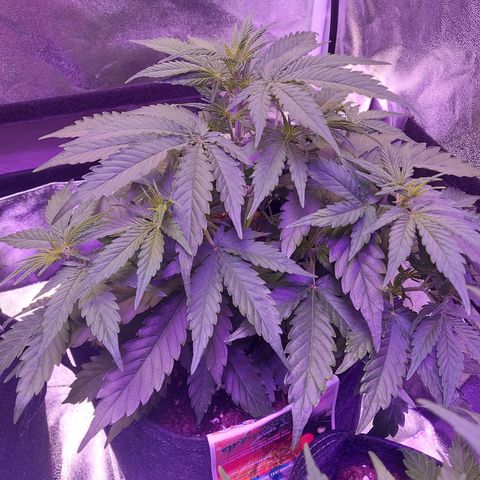 Think Big II growlog timeline photo