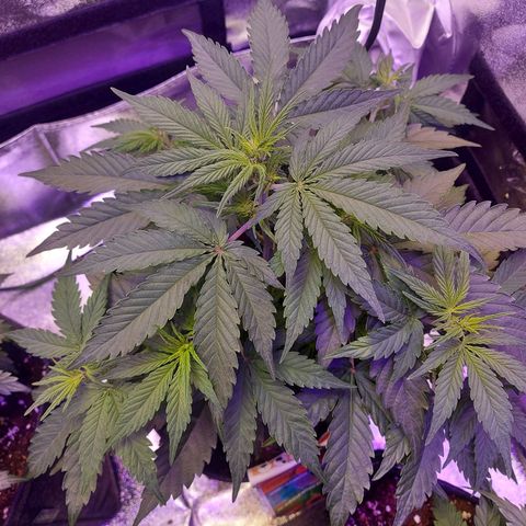 Think Big II growlog timeline photo